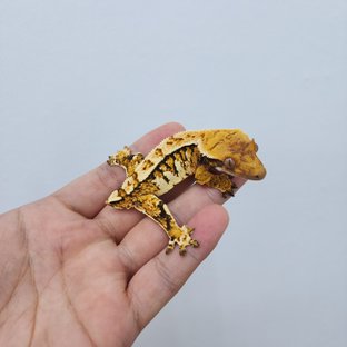 노멀 트라이 화이트핀 할리퀸