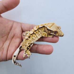 노멀 트라이 화이트스팟