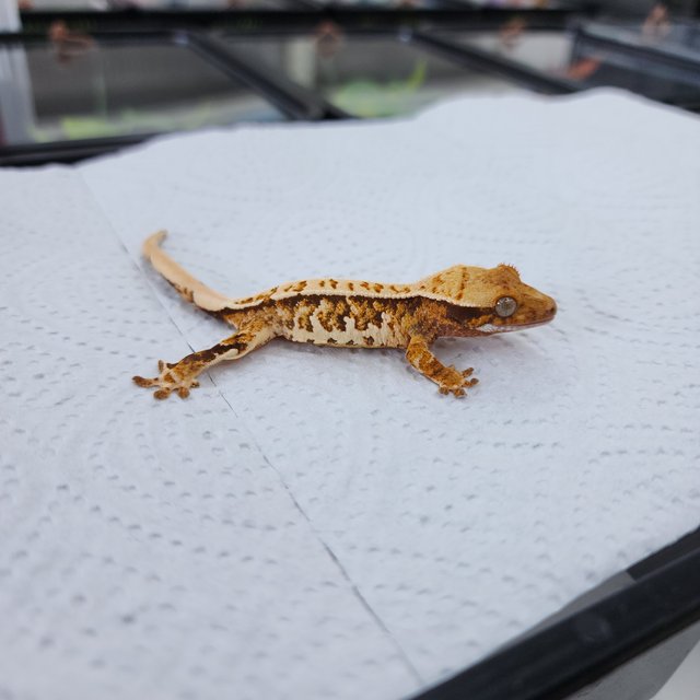 노멀 트라이 화이트스팟