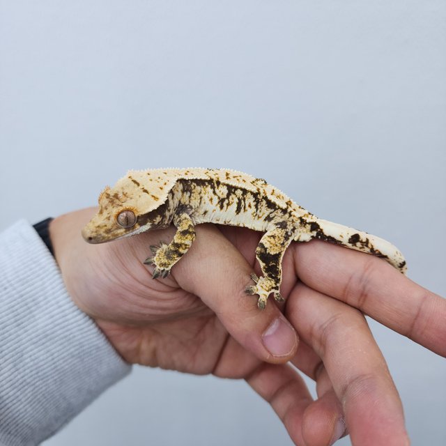 노멀 트라이 화이트스팟