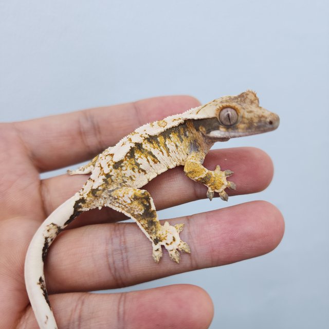 노멀 트라이 화이트스팟