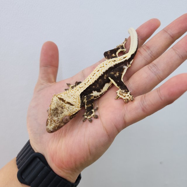 릴리100%헷아잔틱