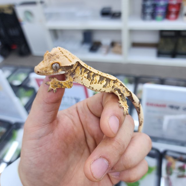 노멀 트라이 핀스트라이프 화이트스팟 화이트핀