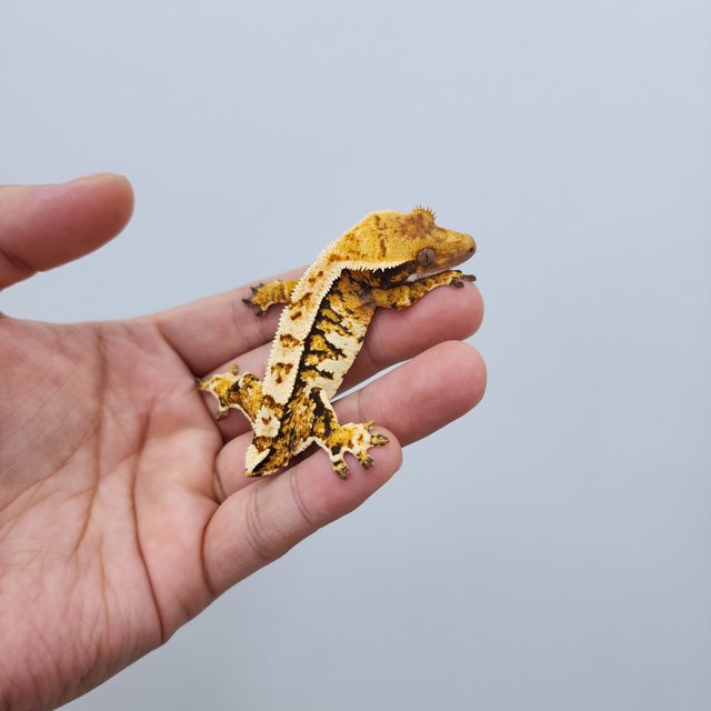 노멀 트라이 화이트핀 할리퀸