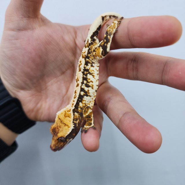 노멀 트라이 화이트스팟