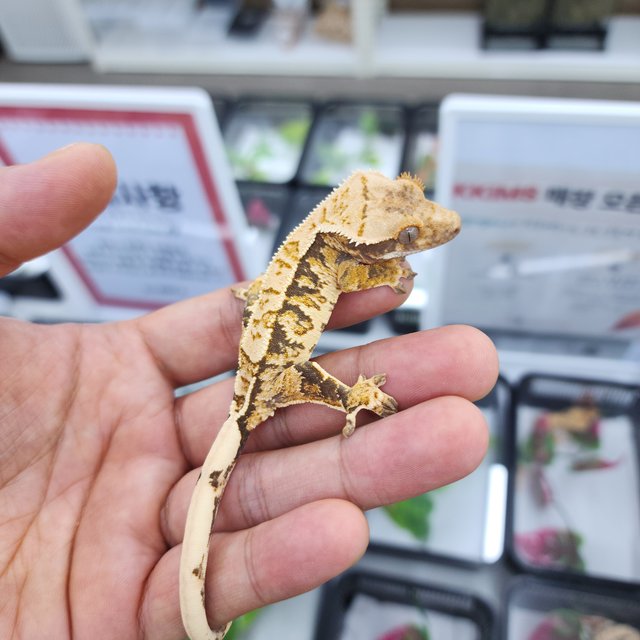 노멀 트라이 핀스트라이프 화이트스팟 화이트핀