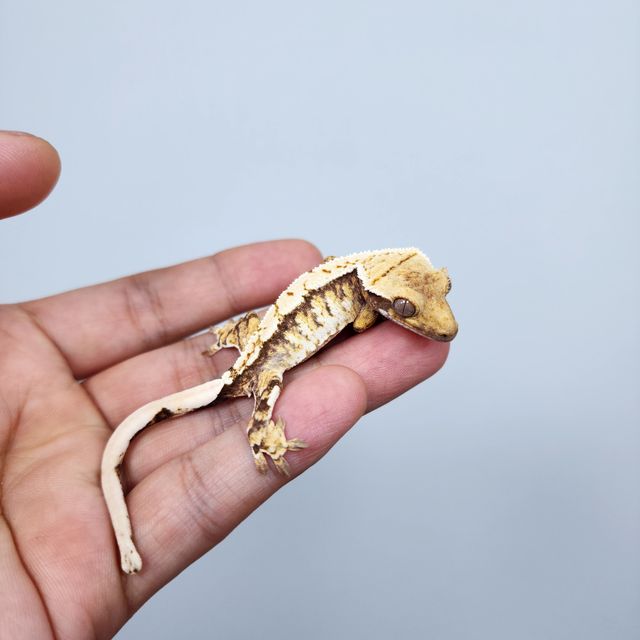 노멀 트라이