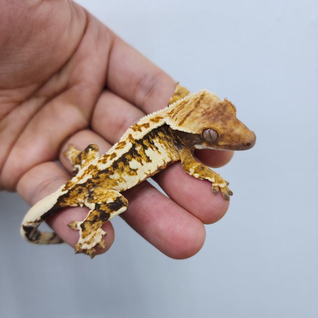 노멀 트라이 화이트스팟