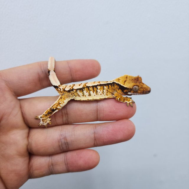 노멀 트라이 화이트스팟