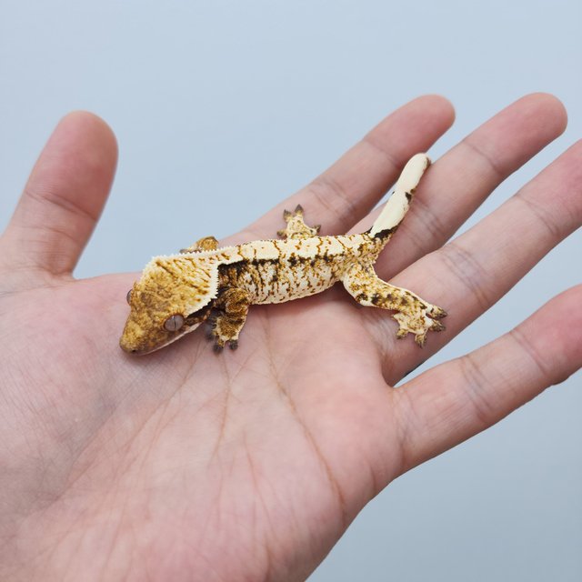 노멀 트라이 드리피 화이트스팟