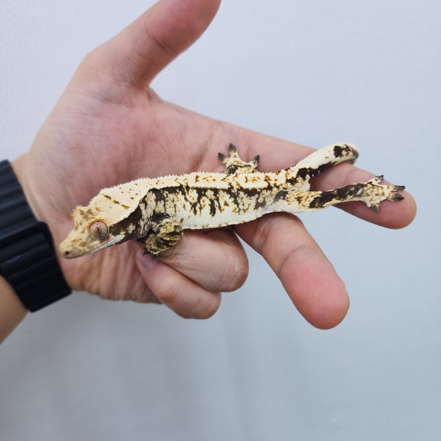 노멀 트라이 화이트스팟