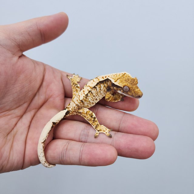 노멀 트라이 드리피 화이트스팟