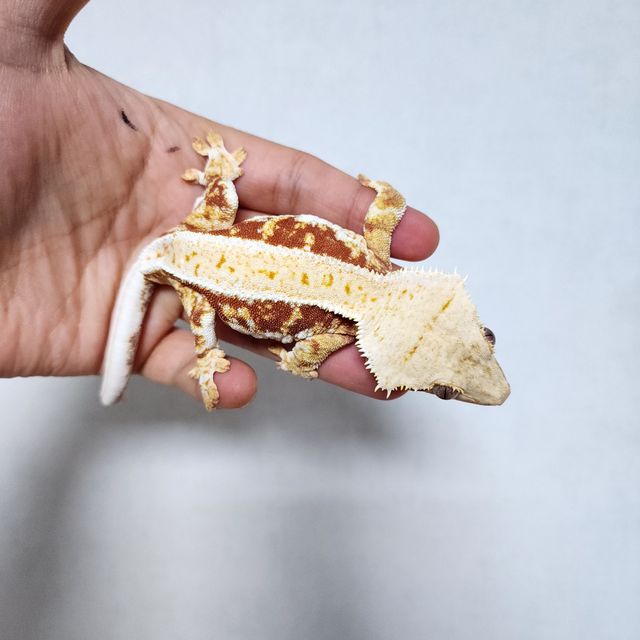 릴리화이트
