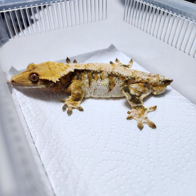 노멀 트라이 텐저린 화이트스팟