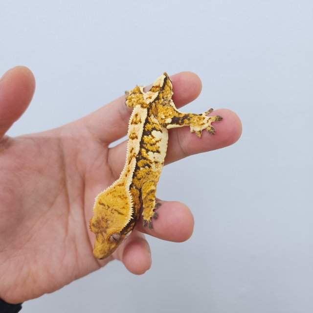 노멀 트라이 화이트핀 할리퀸