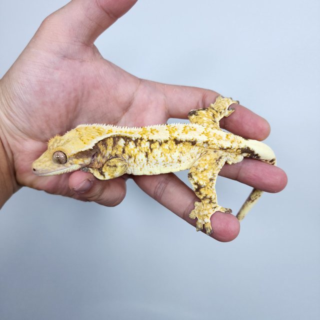 노멀 트라이 화이트스팟