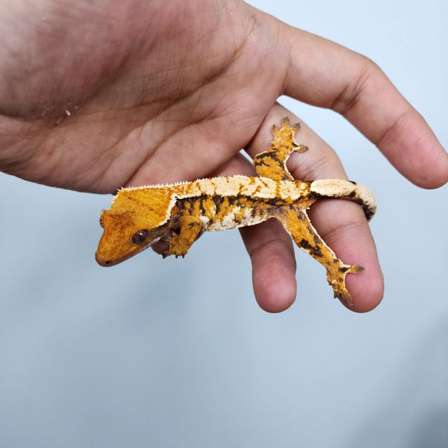노멀 트라이 바브