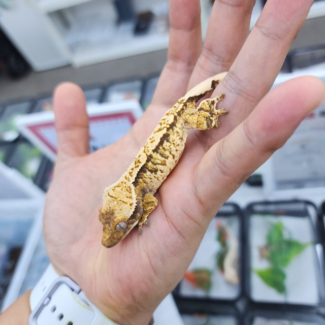 노멀 트라이 화이트스팟 화이트핀