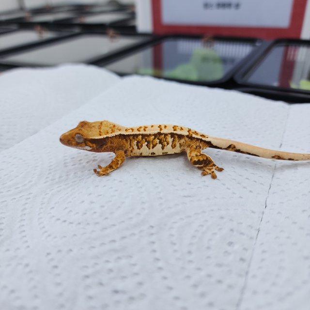 노멀 트라이 화이트스팟