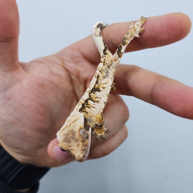 노멀 트라이 화이트스팟