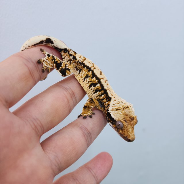 노멀 트라이 화이트스팟