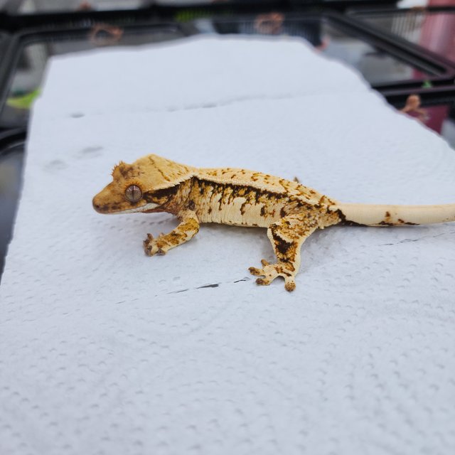 노멀 화이트핀 트라이 화이트스팟