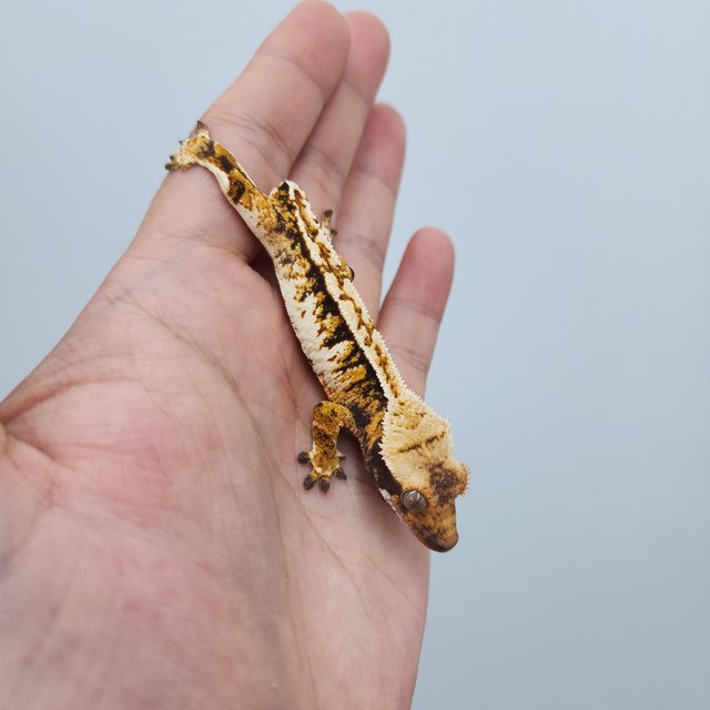 노멀 트라이 할리퀸 화이트스팟