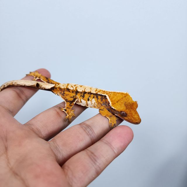 노멀 트라이
