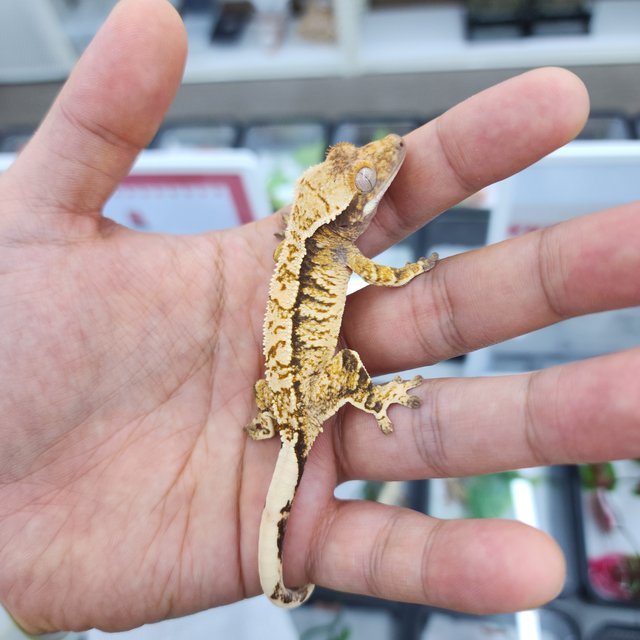 노멀 트라이 화이트스팟 화이트핀