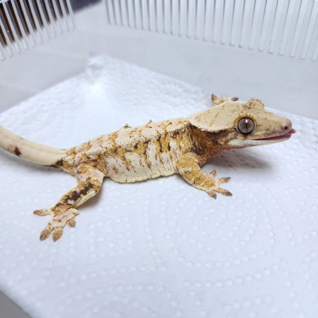 노멀 트라이