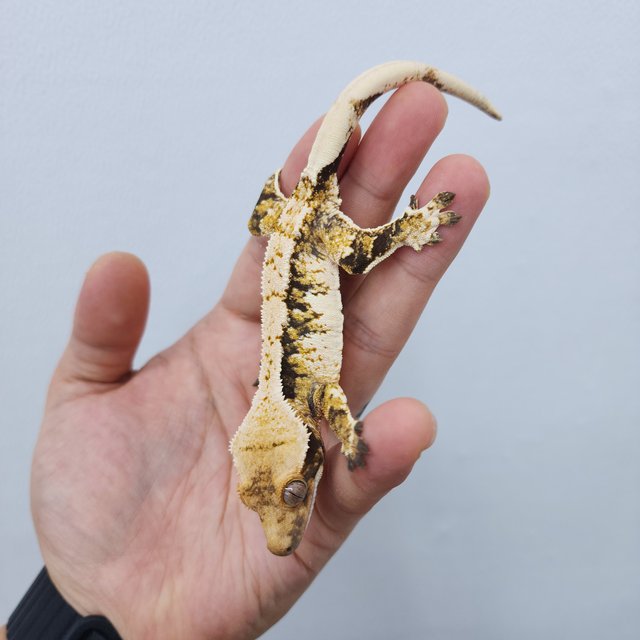 노멀 트라이 할리퀸