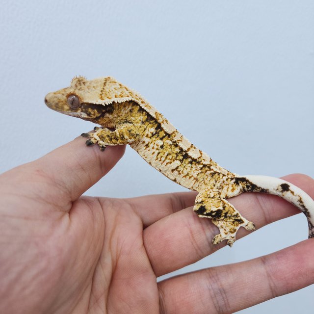 노멀 트라이 화이트스팟