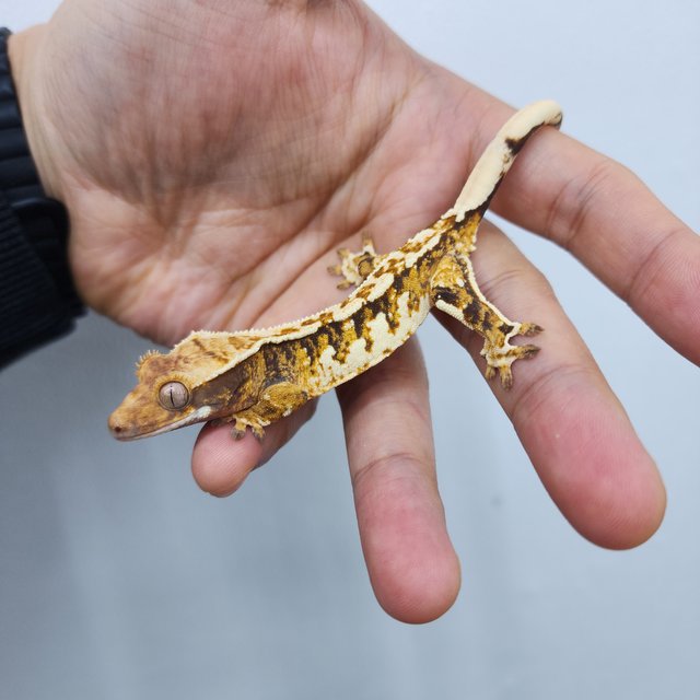 노멀 트라이 화이트스팟