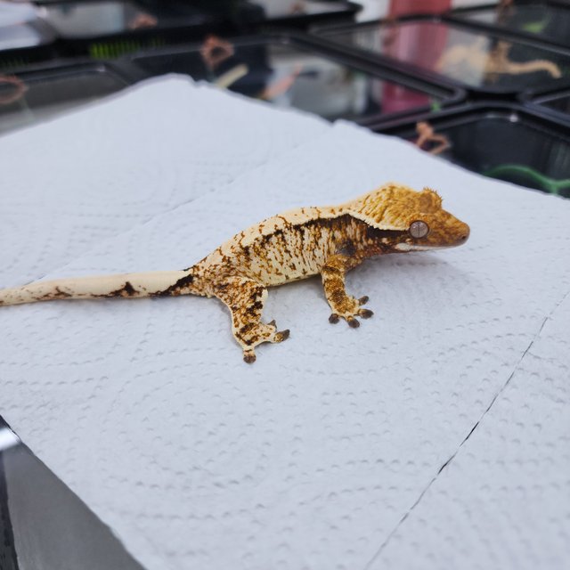 노멀 트라이 화이트스팟