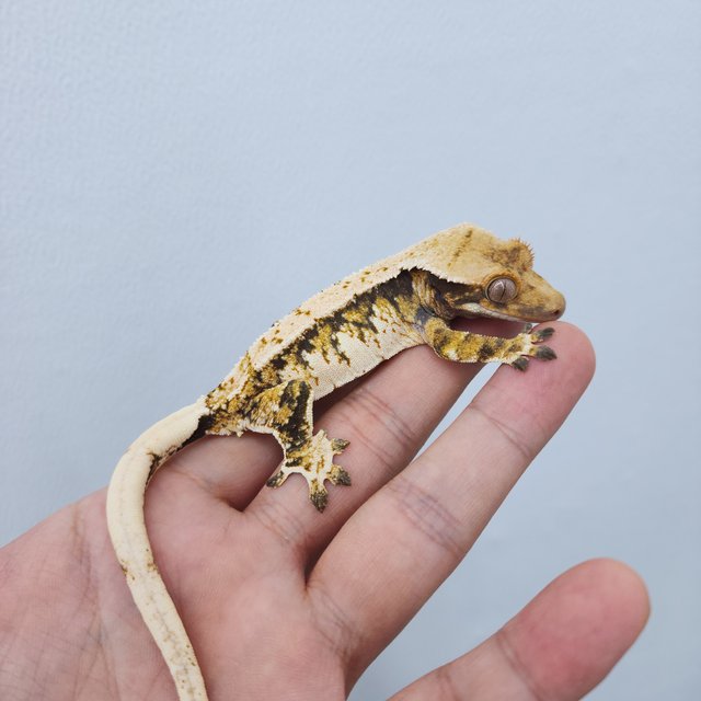 노멀 트라이 할리퀸