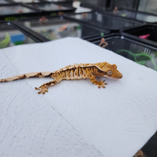 노멀 트라이 텐저린