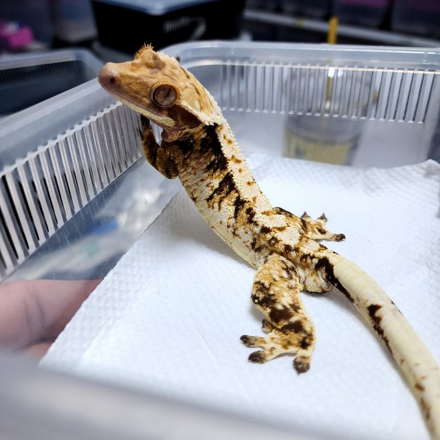 노멀 텐저린 화이트스팟 트라이