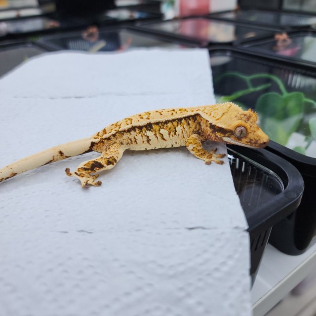 노멀 화이트핀 트라이 화이트스팟