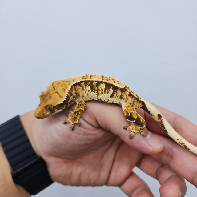 노멀 트라이 핀스트라이프 화이트스팟 화이트핀