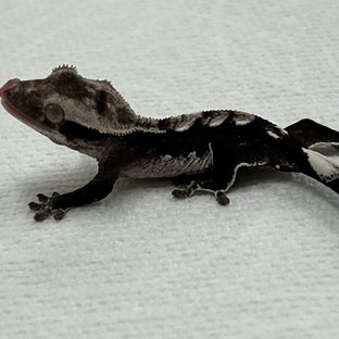 아잔틱