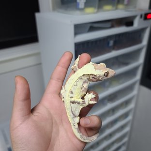 프라푸치노
