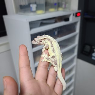 프라푸치노