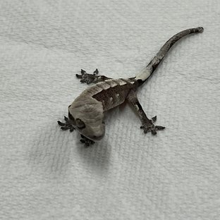 아잔틱