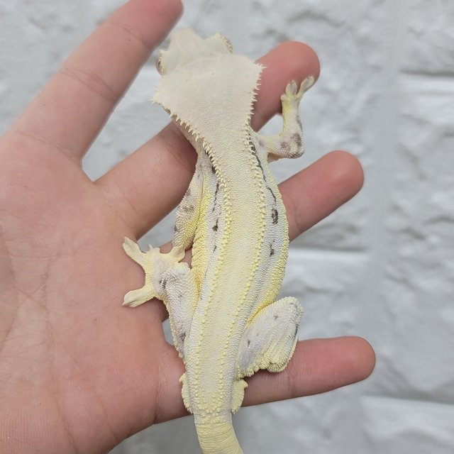 솔리드백 릴리화이트