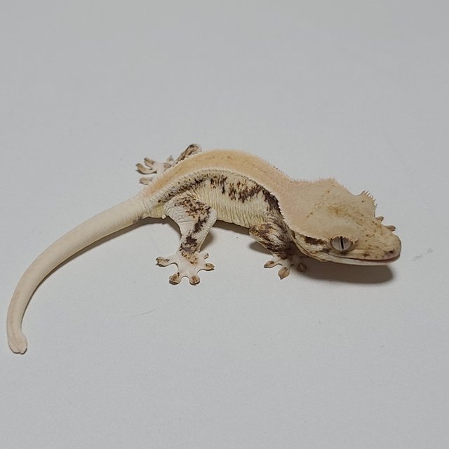 릴리화이트 솔리드백