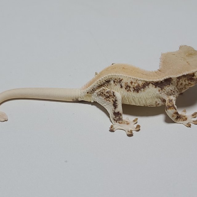 릴리화이트 솔리드백