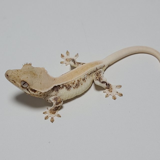 릴리화이트 솔리드백