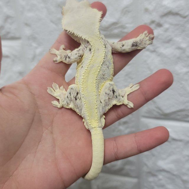 릴리화이트 솔리드백