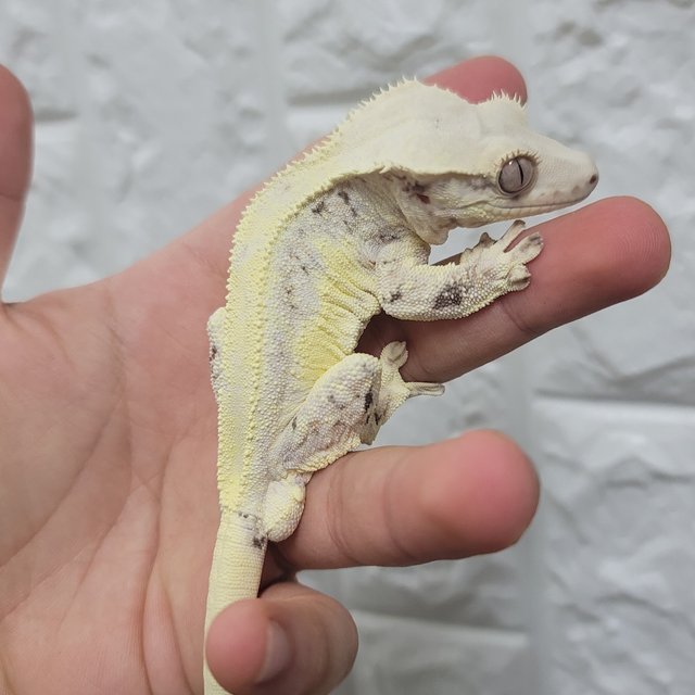 릴리화이트 솔리드백