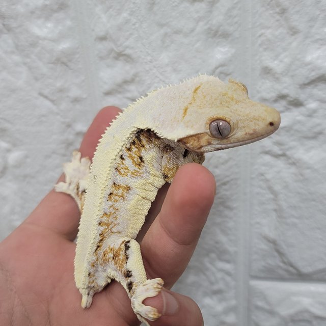 솔리드백 릴리화이트 텐저린